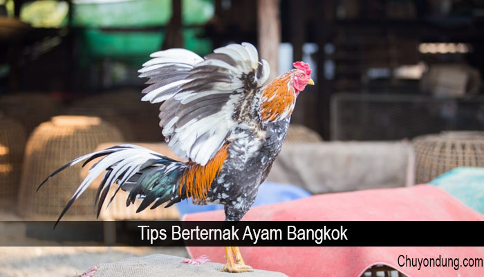 Tips Berternak Ayam Bangkok